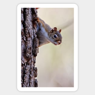 Red Squirrel Sticker